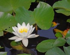 Photo of a flower floating on water surrounded by lily pads