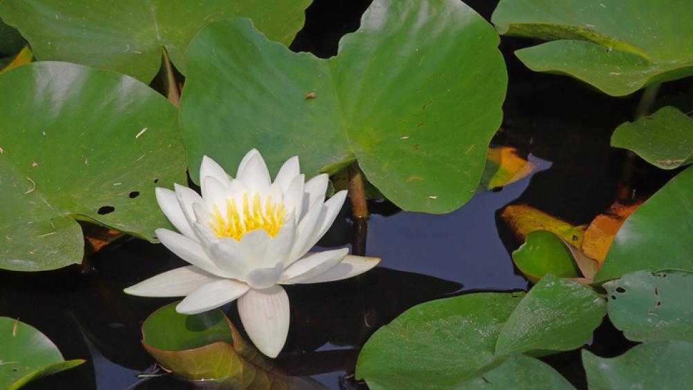 Photo of a flower floating on water surrounded by lily pads